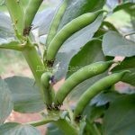 Овощные бобы – растения из семейства бобовые