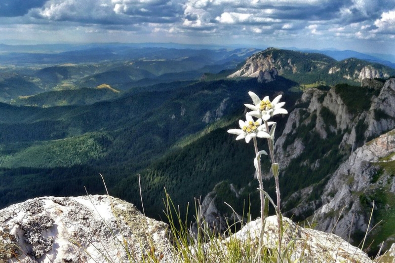 Горный эдельвейс - прекрасный выбор для альпийской горки