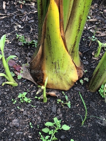 Растут ли бананы в средней полосе