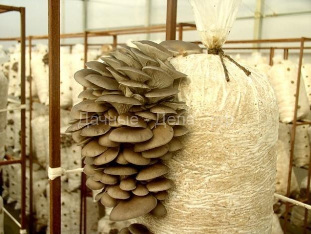 Как вырастить грибы вешенки своими руками. Технология выращивания грибов вешенка. Грибы вешенки - выращивание в домашних условиях