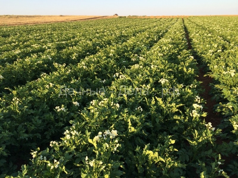 Яровизация картофеля: как правильно проращивать и обрабатывать клубни