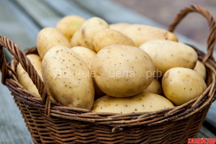 Картофель – жизнь после всходов