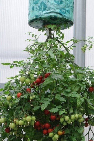 Выращивание томатов вверх корнями