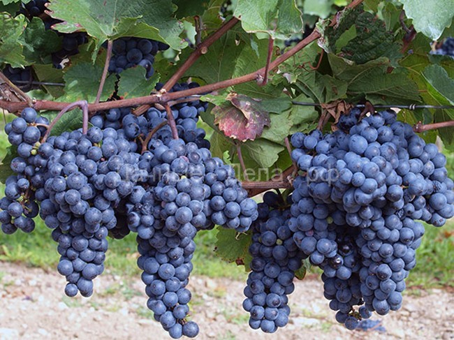 Пошаговые советы как обрезать виноград осенью, весной и летом для крупных ягод и вкусного урожая.