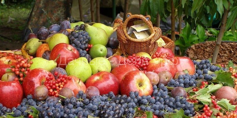 Болезни плодово-ягодных культур и их лечение