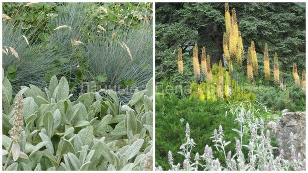 Серебристолистные травянистые растения: украшение дачи с весны до осени