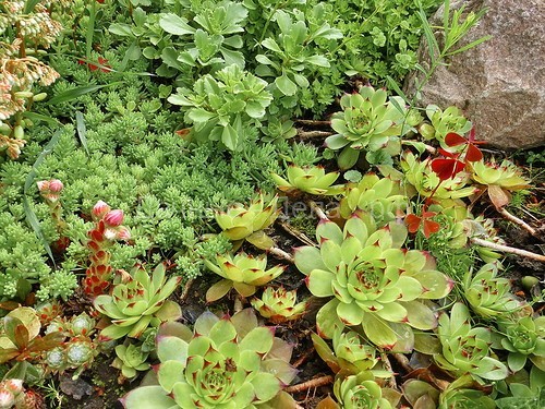Растения для рокариев – рекомендуемые виды и правила подбора композиций