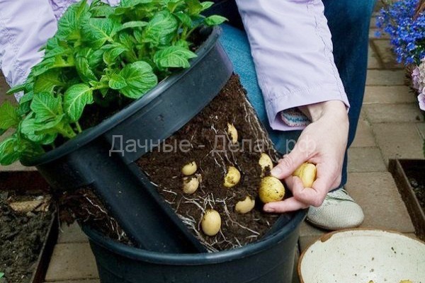 Как вырастить картофель в ведре на балконе?