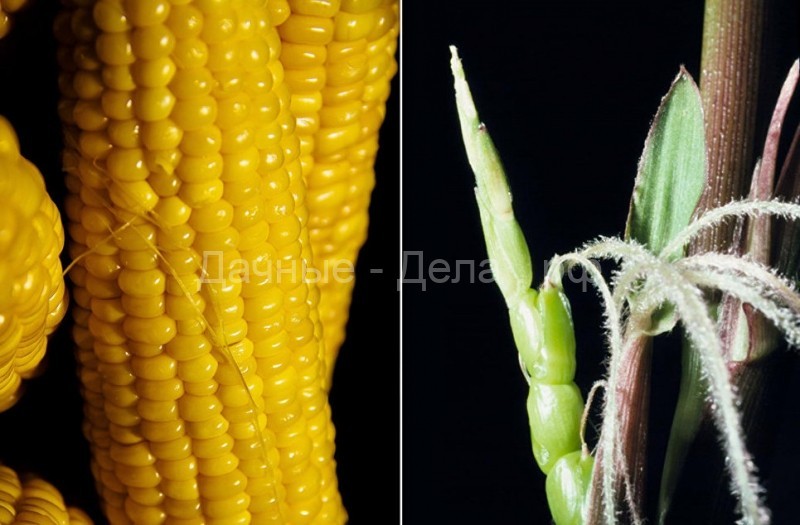 Бананы с косточками, синяя морковь-малютка: как выглядели первобытные «предки» современных фруктов и овощей
