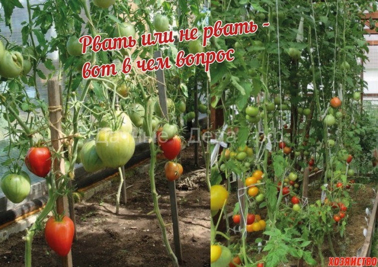 Зачем обрывать листья у томатов
