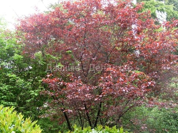 Краснолистные деревья - фавориты дач в королевских одеждах