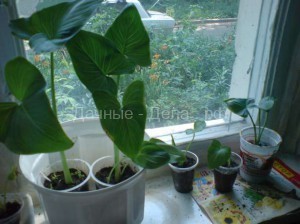 Выращивание комнатных цветов – правильная посадка и уход за растениями