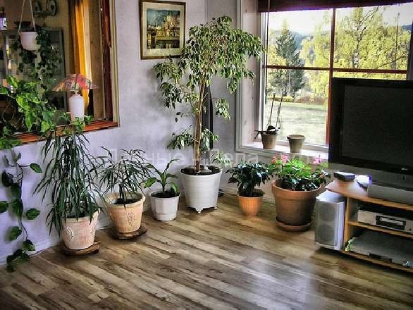 Где размещать растения в квартире?