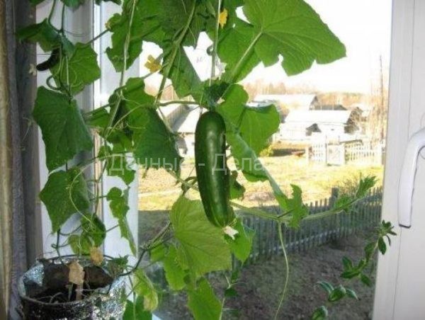 Как выращивать балконные огурцы в домашних условиях