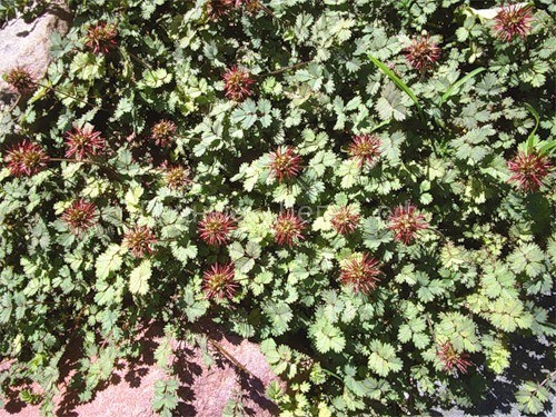 Растения для рокариев – рекомендуемые виды и правила подбора композиций