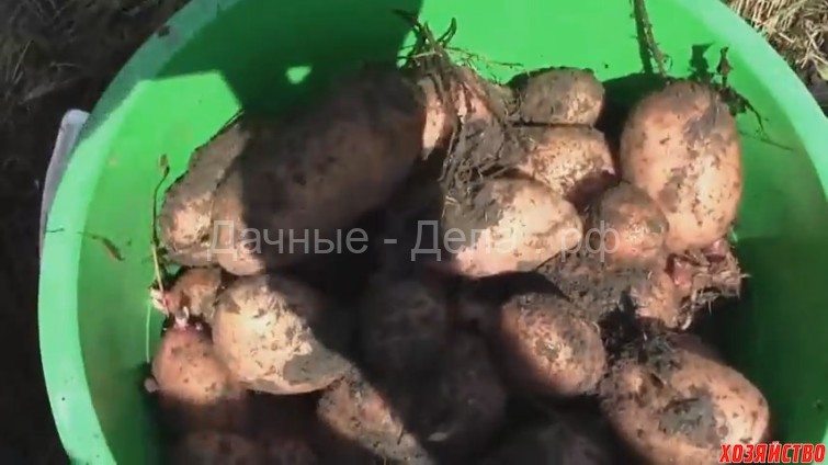 Собрал отличный урожай картофеля из-под соломы