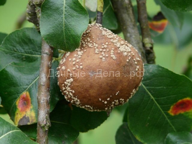 Гниют и трескаются плоды груши на дереве: что делать