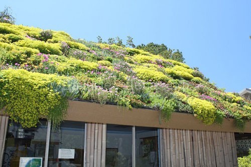 Новый эко-тренд в ландшафтном дизайне – озеленение крыш жилых зданий и хозпостроек
