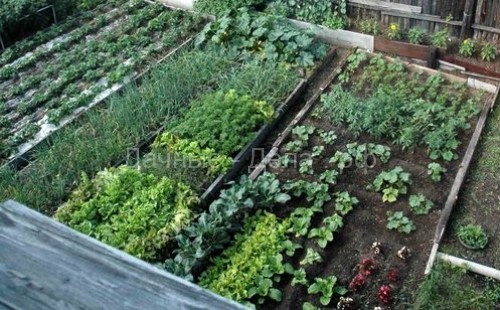 Смешанные посадки овощей и зелени