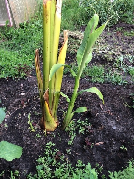 Растут ли бананы в средней полосе