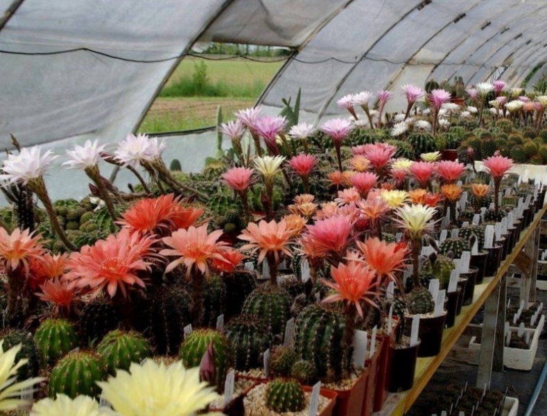 Колючий рай — цветник из кактусов