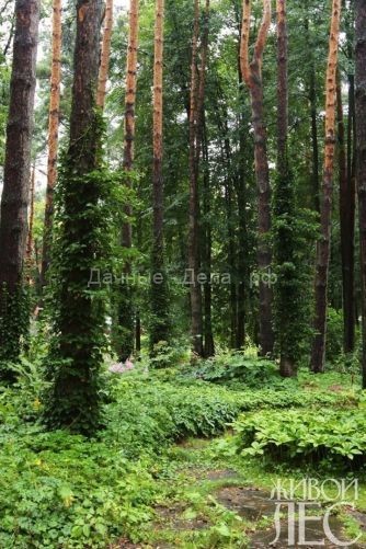 Дача в лесу — идеи для ландшафтного дизайна