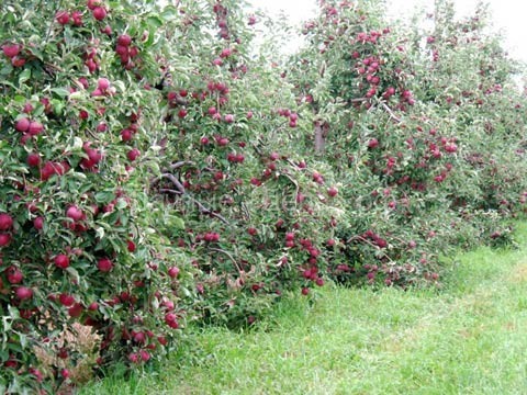 Для урожая или для красоты? Декоративные яблони