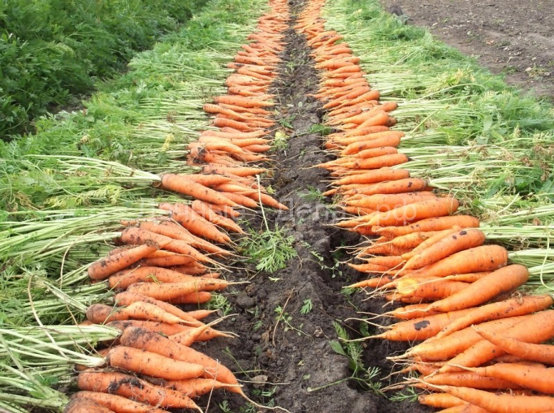 Когда выкапывать морковь? Определяем зрелость корнеплодов по четырем самым верным признакам