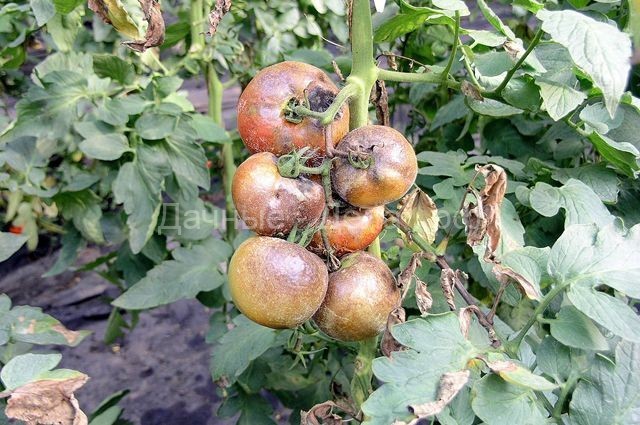 Спасаем томат. Как защитить растения от фитофтороза