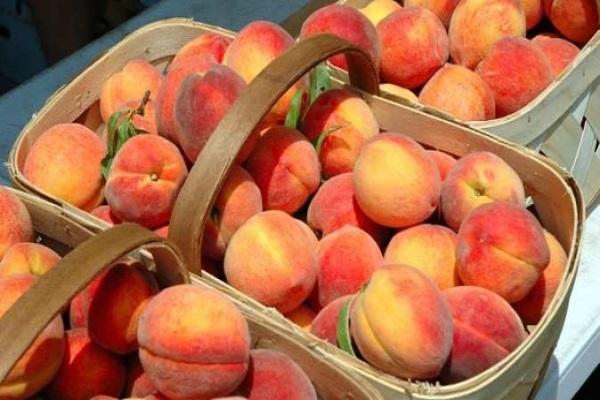 Лучшие сорта персика для выращивания в Средней полосе России, посадка и уход