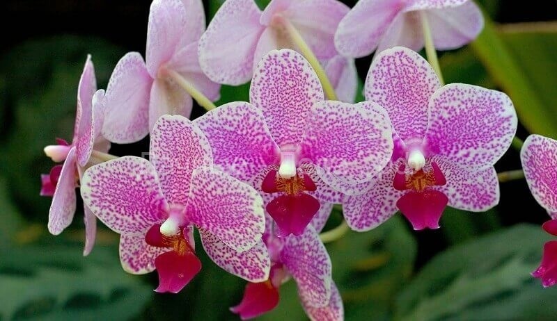Секреты выращивания орхидей из семян в домашних условиях
