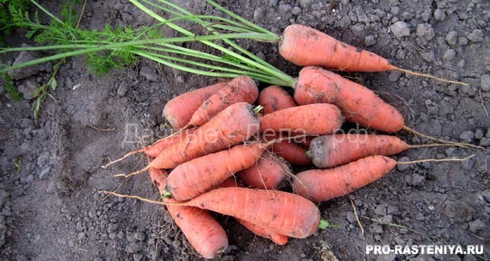 Сорта моркови: проверенные и лучшие, современные ранние, позднеспелые, гибриды F1, разноцветные, без сердцевинки