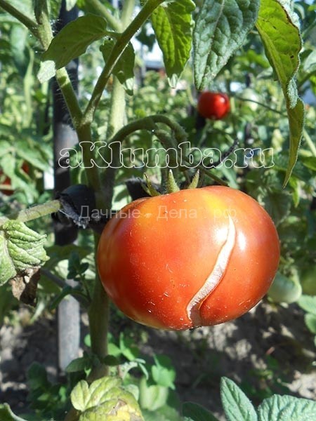 Как предупредить появление трещин на зреющих томатах