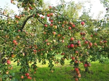 Как помочь яблоне в период созревания плодов.