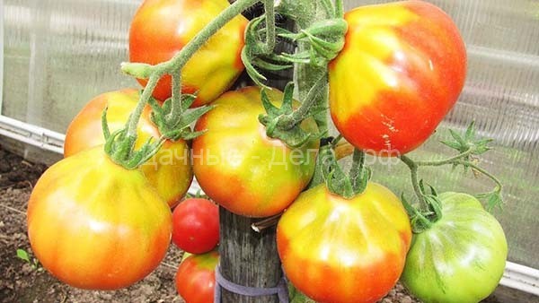 Почему у помидоров желтое пятно («плечики») у плодоножки: причины и что делать?
