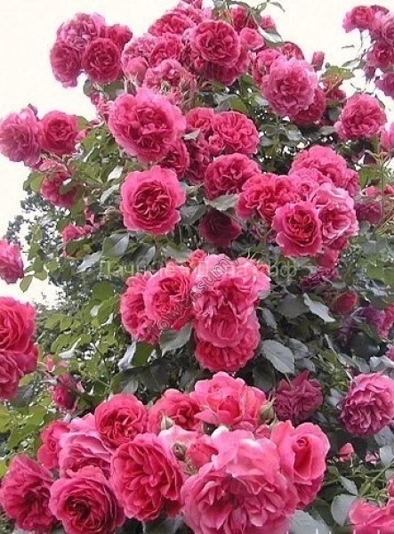 Что нужно знать, чтобы розы в саду радовали вас долгие годы