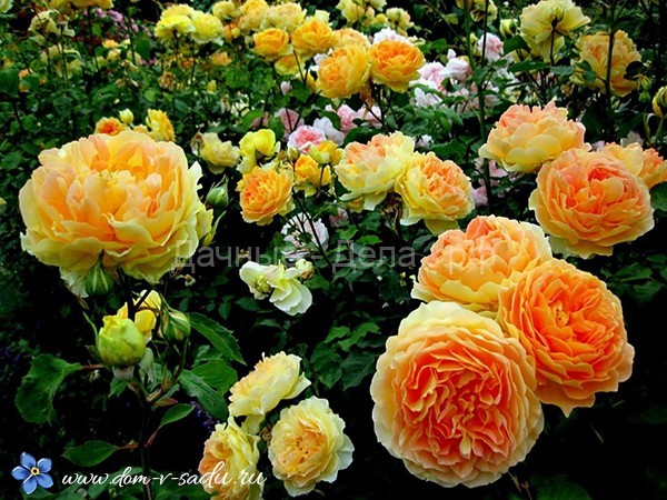 Что нужно знать, чтобы розы в саду радовали вас долгие годы