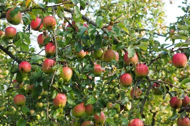 Яблони – на север, томаты – на юг. Как распределить место в саду и огороде