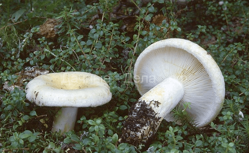 Выращивание лесных грибов на дачном участке
