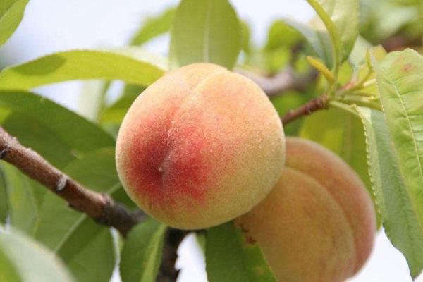 Лучшие сорта персика для выращивания в Средней полосе России, посадка и уход