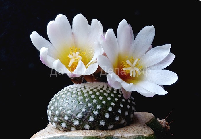 10 самых удивительных кактусовых видов