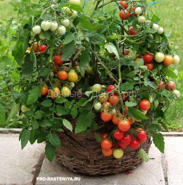 Ампельные томаты - особенности, сорта, выращивание