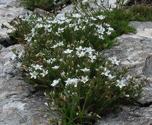 Многолетние растения для альпийской горки