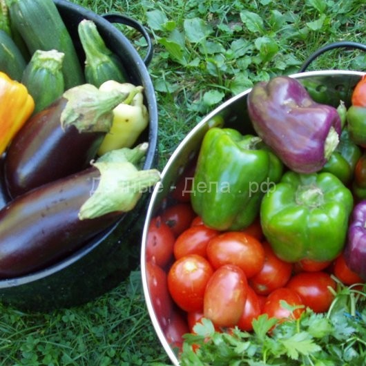 Как ускорить созревание овощей