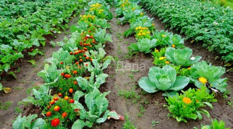 Смешанные посадки овощей и зелени