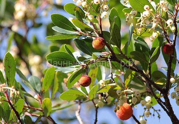Земляничное дерево крупноплодное - Arbutus unedo