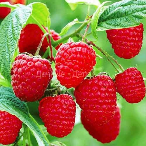 Чем лучше подкормить малину во время созревания ягод и после сбора урожая