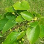 Груша грушелистная (Pyrus pyrifolia)