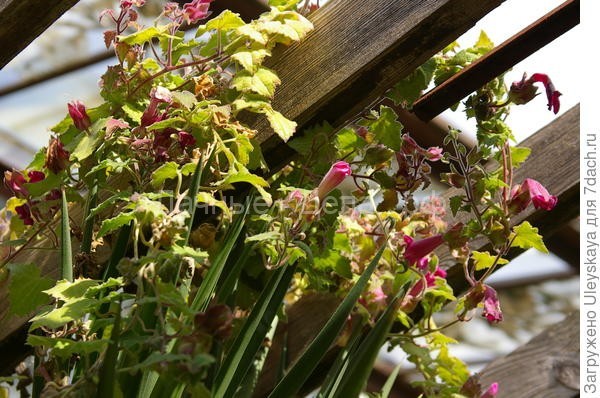 Как создать эффектные вертикали в саду: 4 экзотические лианы для забора или беседки