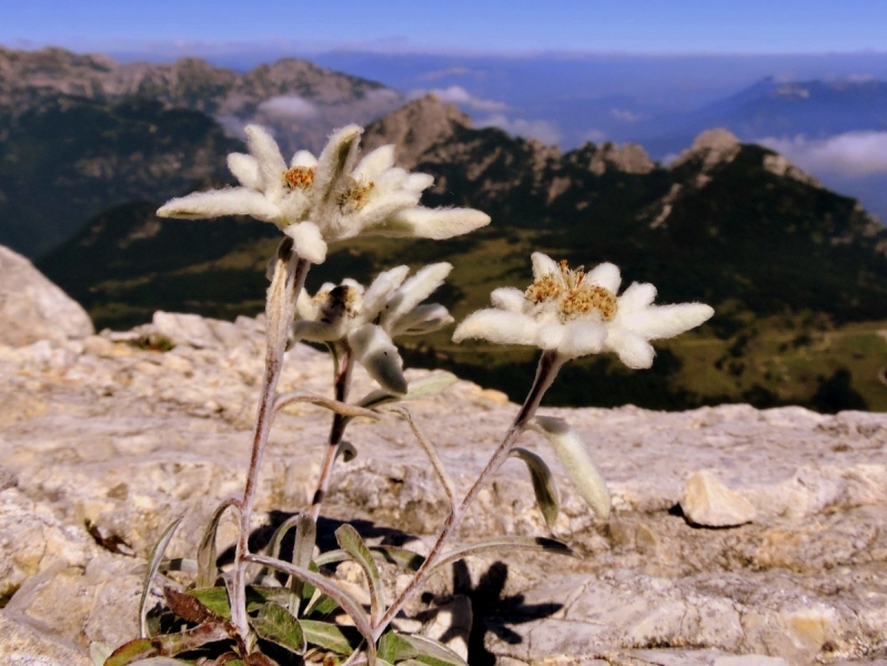 Горный эдельвейс - прекрасный выбор для альпийской горки